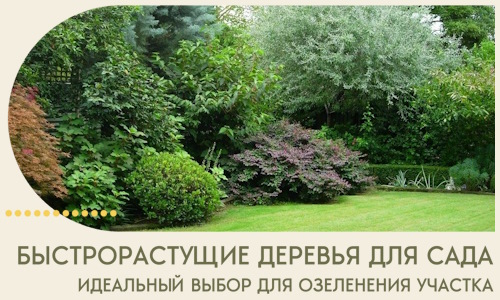 Быстрорастущие деревья для сада идеальный выбор в Канаше