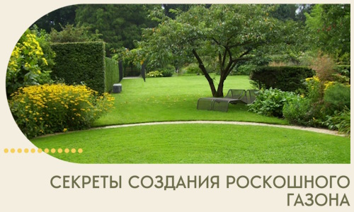 Секреты создания роскошного газона в Канаше