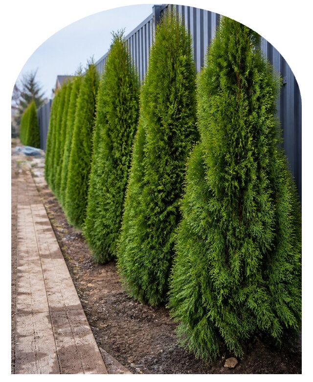 Живая изгородь из туи в Канаше по цене от 2568 р. | Метпроект-Кна